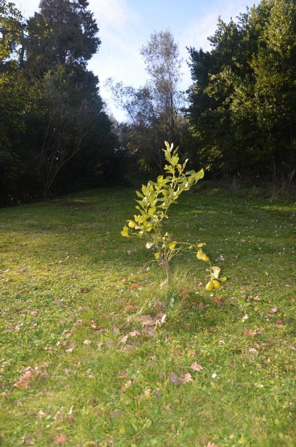 Il Giardino Secreto Apartment Manziana Bagian luar foto